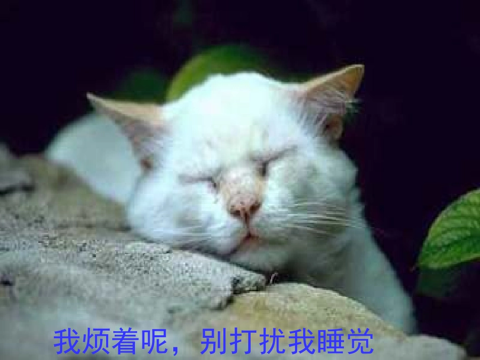 猫（第1课时）_第2页