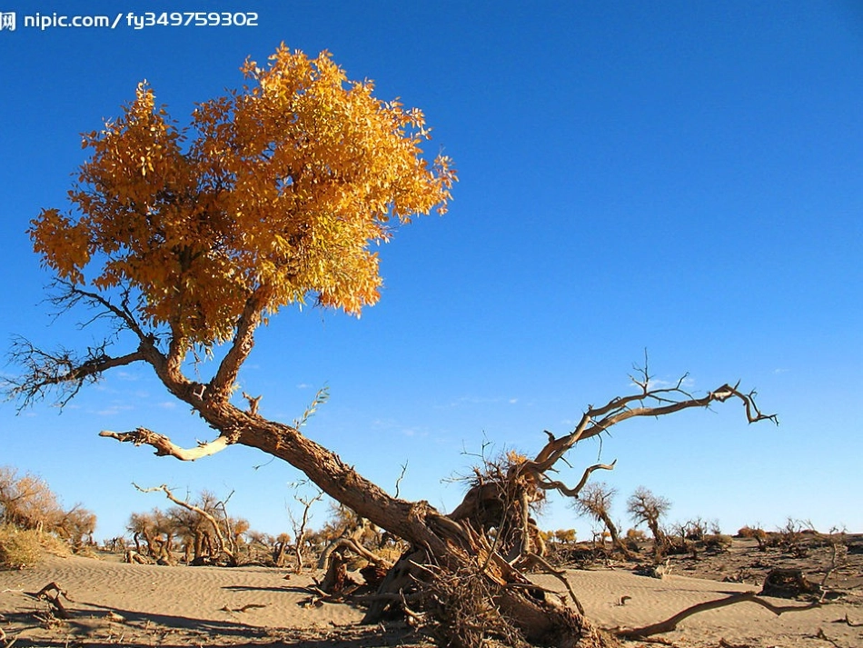 花图片幻灯片(2)_第2页