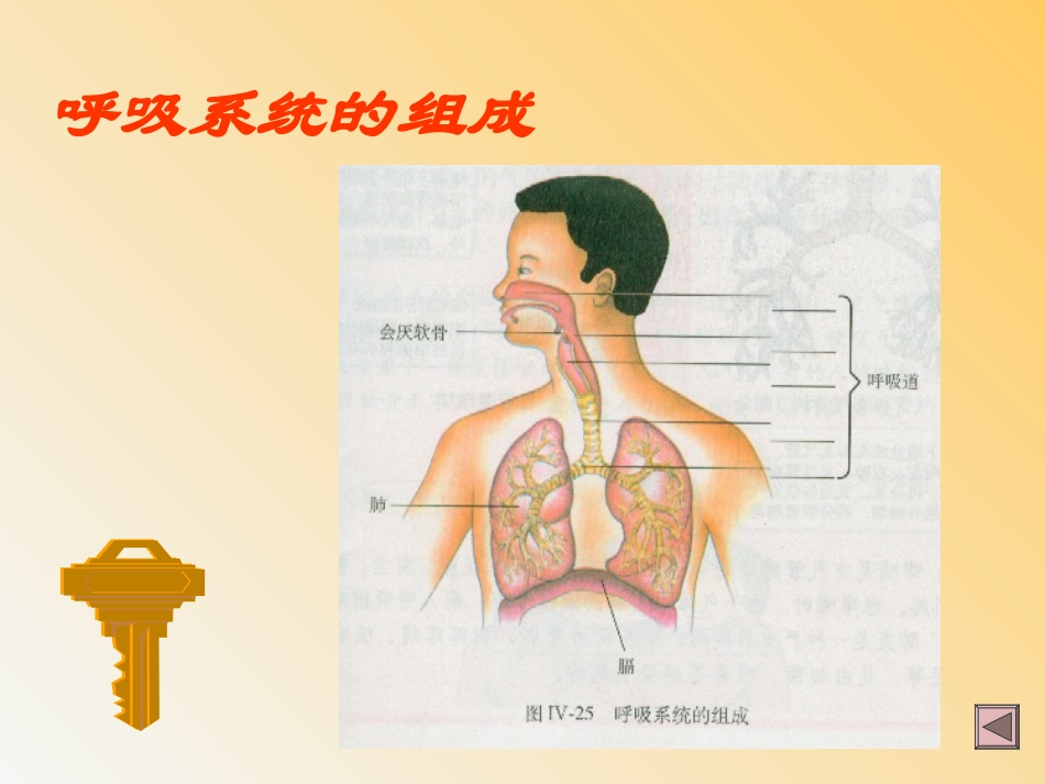 七年级生物第4单元第三章第1节呼吸道对空气的处理_第3页