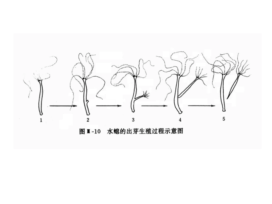 腔肠扁形，线性环节及昆虫_第3页