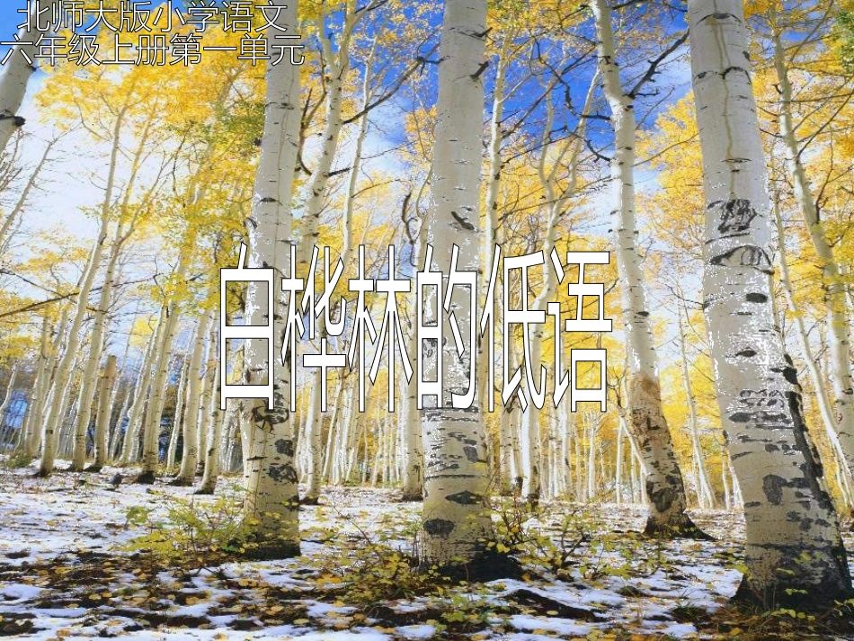 白桦林的低语课件（北师大版六年级语文上册课件）_第1页