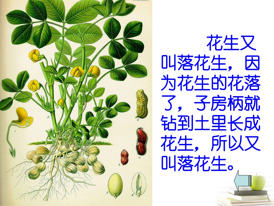北师大版四年级语文上册_落花生课件_第2页