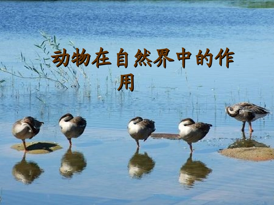 动物在自然界中的作用课件_第2页