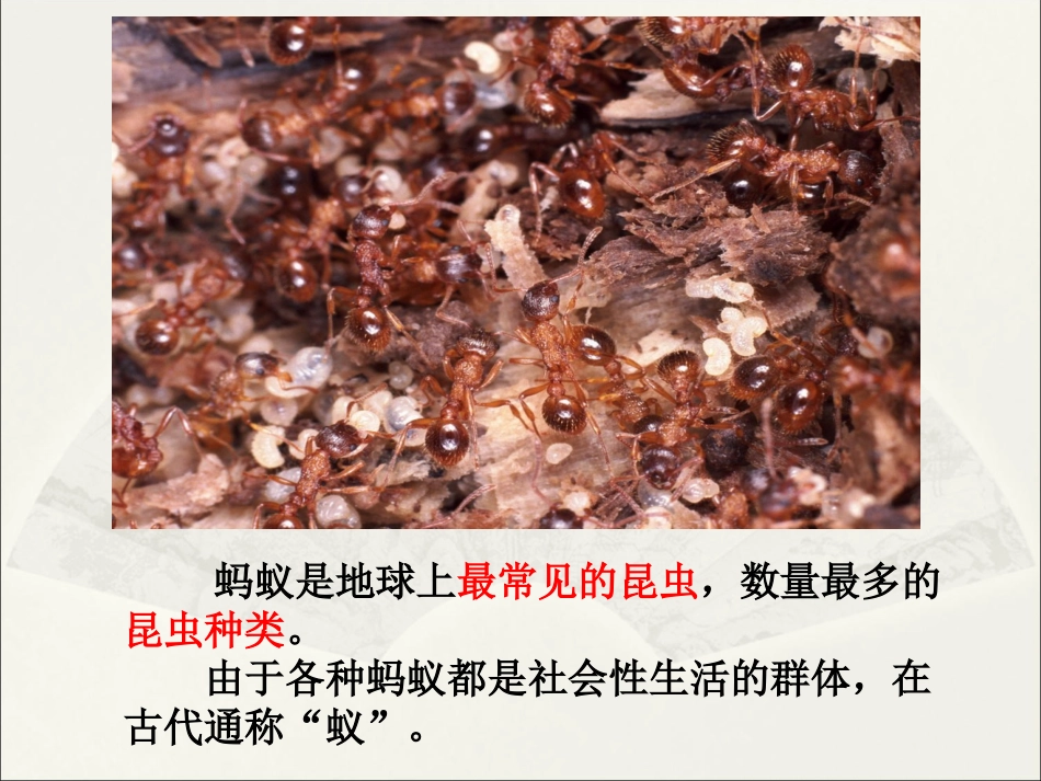 《小蚂蚁》课件_第3页