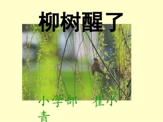柳树醒了小青
