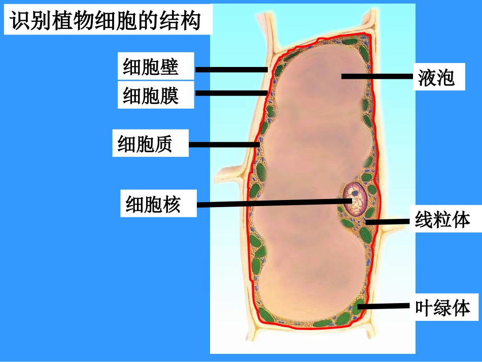 植物细胞的结构和功能_第2页