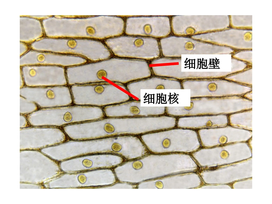 植物细胞的结构和功能_第3页