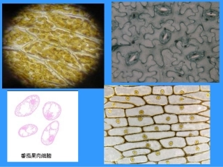 植物细胞的结构和功能