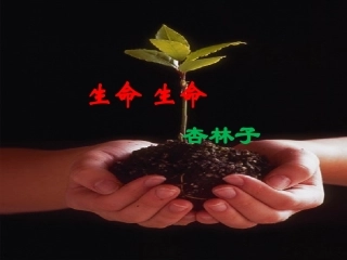 《生命生命》教学课件