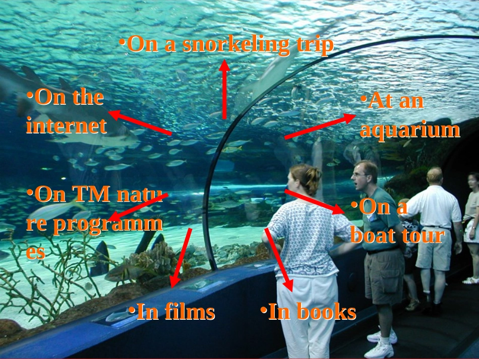 英语：Unit_3_Under_the_sea(Reading)课件(新人教版选修7)_第3页