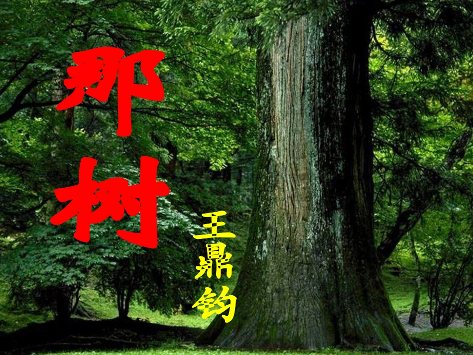 《那树》课件_第2页