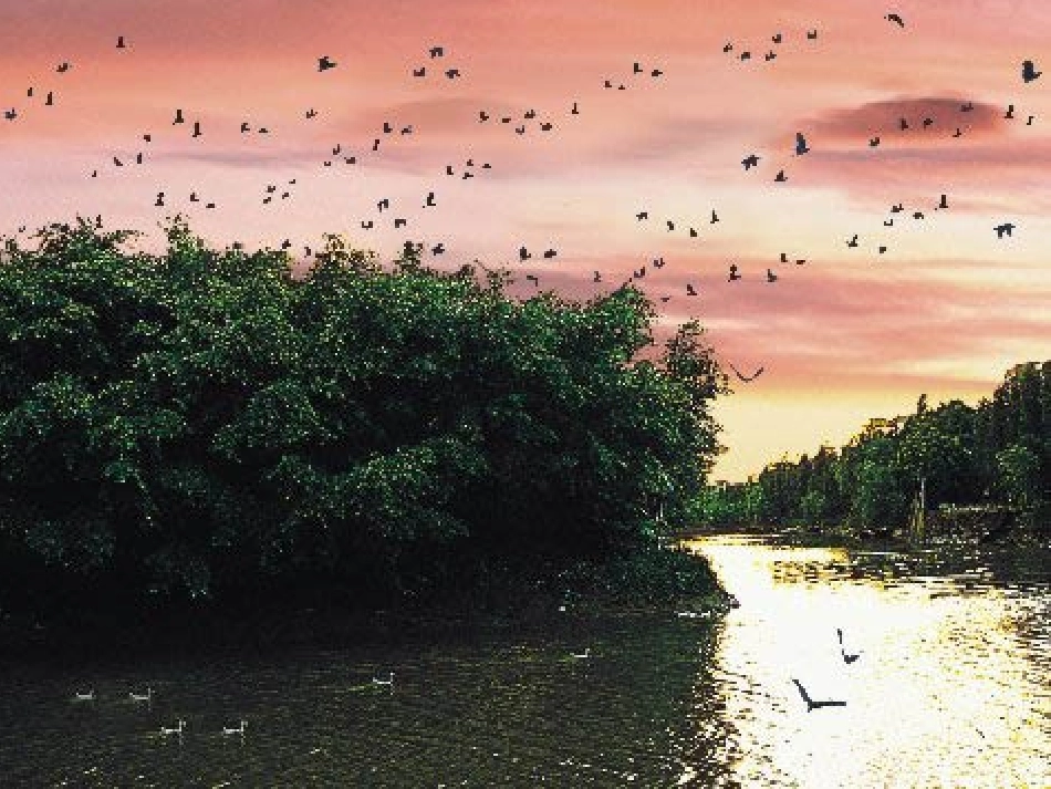 鸟的天堂课件1_第2页