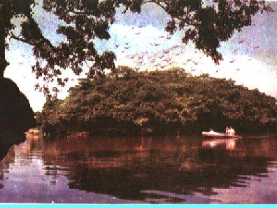 鸟的天堂课件1_第3页