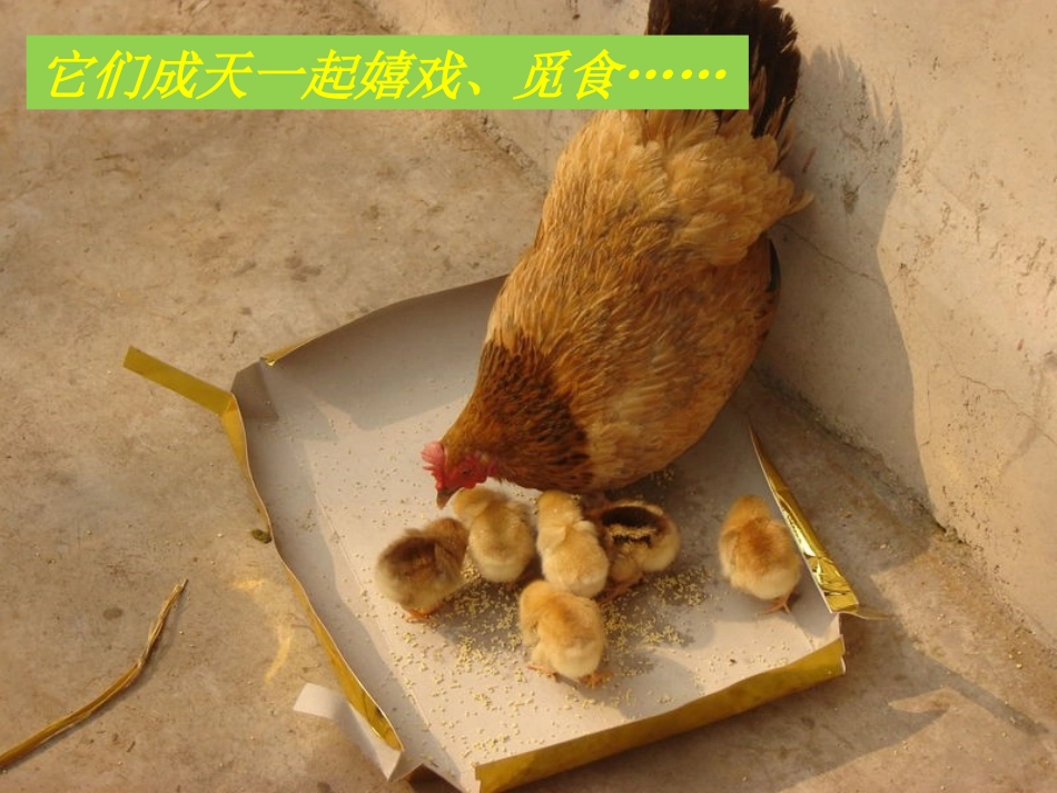 年级认识禽流感课件_第3页