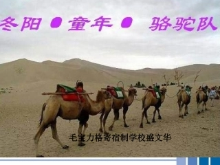 冬阳童年骆驼队课件PPT页
