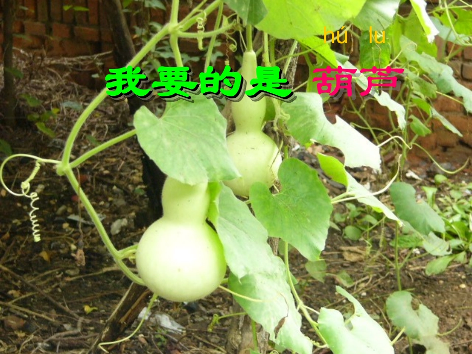 、我要的是葫芦_第2页