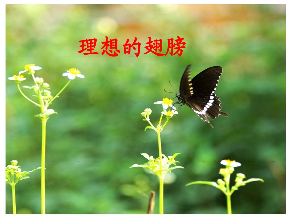 理想的翅膀 (2)_第1页