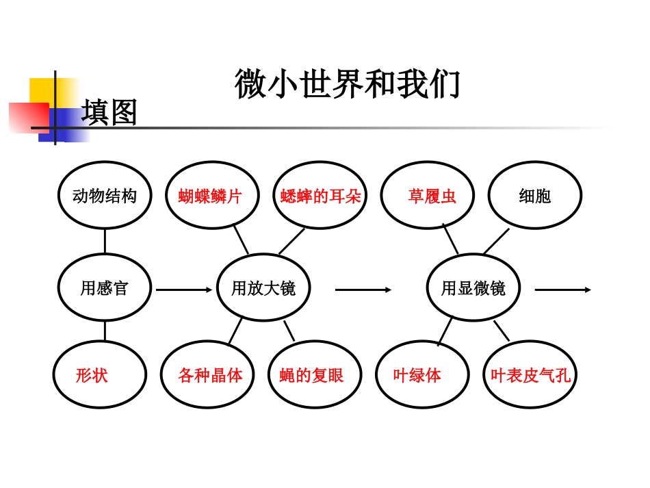 教科版小学科学六年级下册第一单元《微小世界和我们》课件_第3页