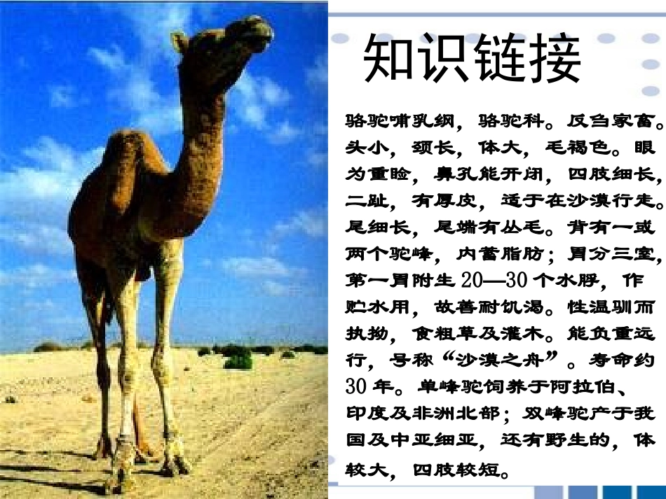 《冬阳·童年·骆驼队》课件1_第3页