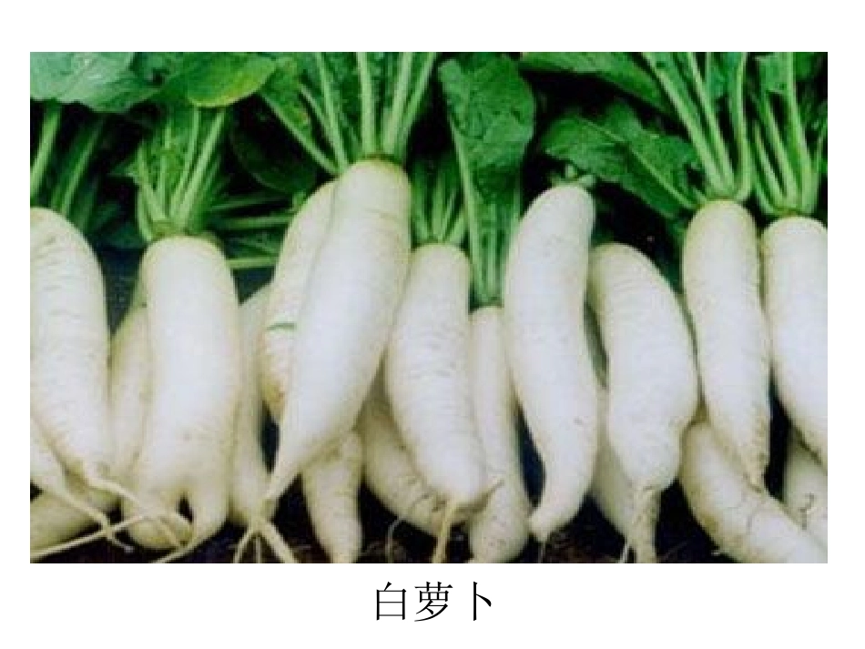 我们这里的农产品图片（2）_第2页