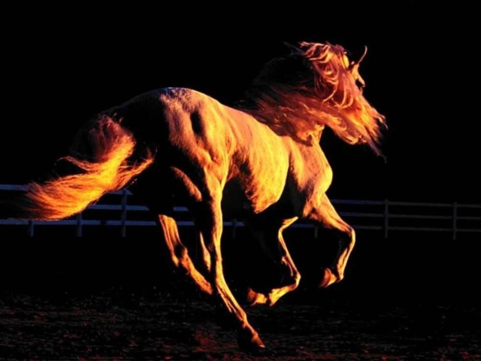 课件《马》2_第2页