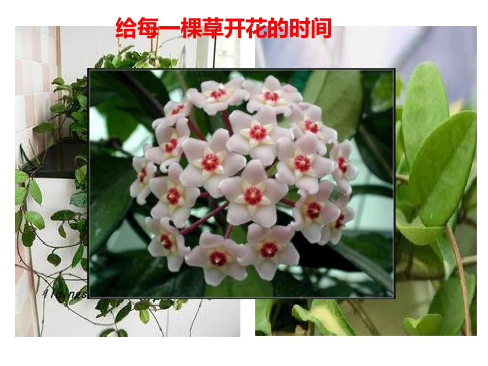 《给每一棵草开花的时间》_第1页