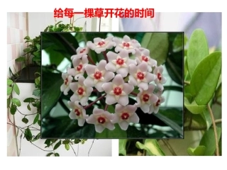 《给每一棵草开花的时间》