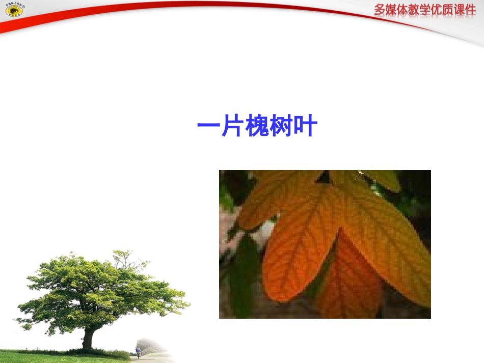 语文版八年级下册6一片槐树叶_第1页