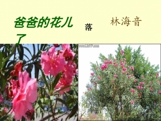 爸爸的花儿落了 (3)