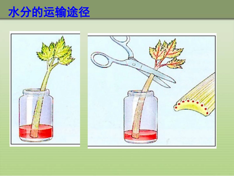 绿色植物与生物圈的水循环最新人教版_第3页