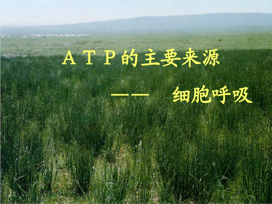 人教版必修1第5章第3节ATP的主要来源——细胞呼吸（共41张PPT）_第1页