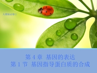 【生物】41基因指导蛋白质的合成课件2（人教版必修2）
