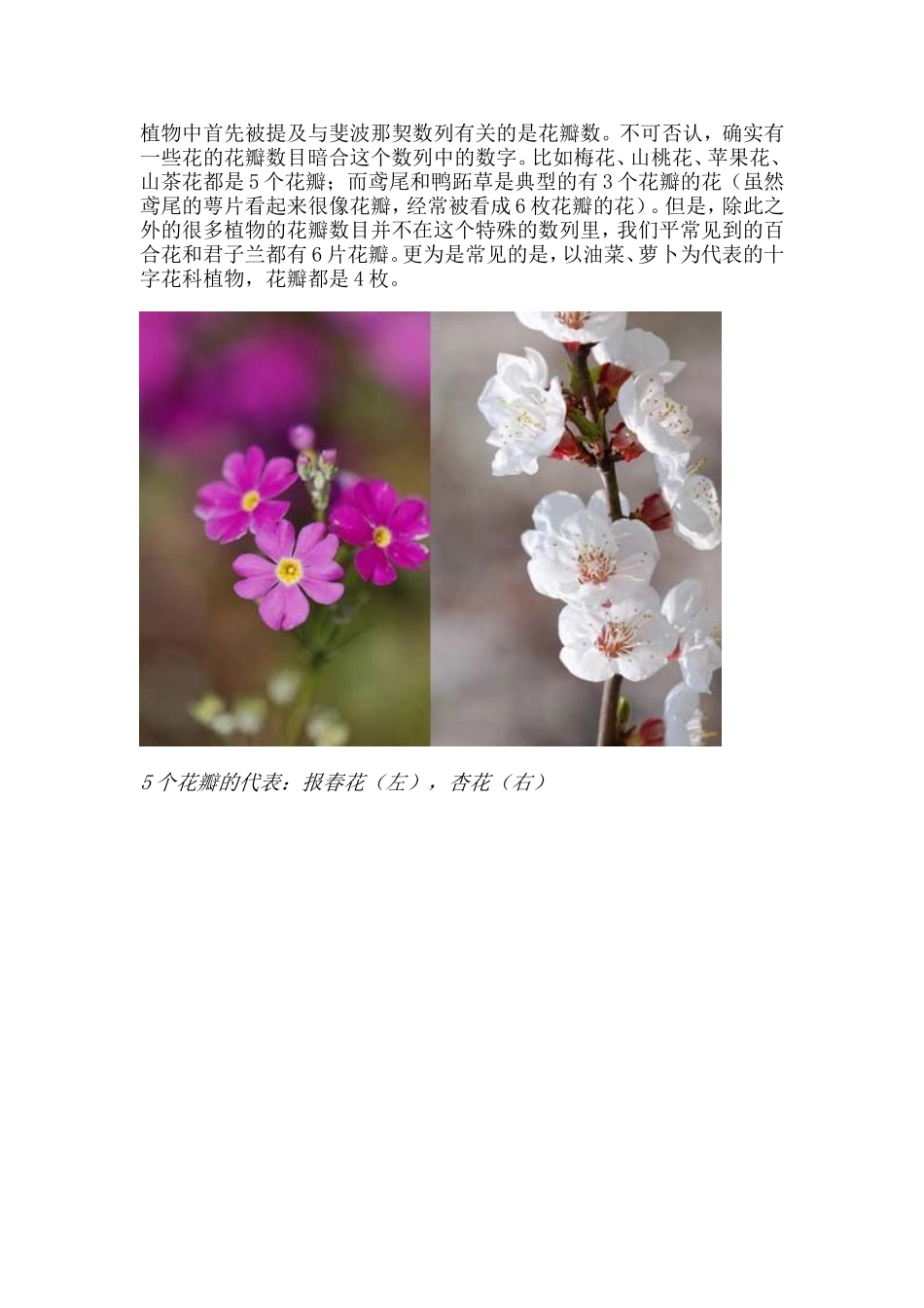 植物中隐藏着的神秘数字_第2页