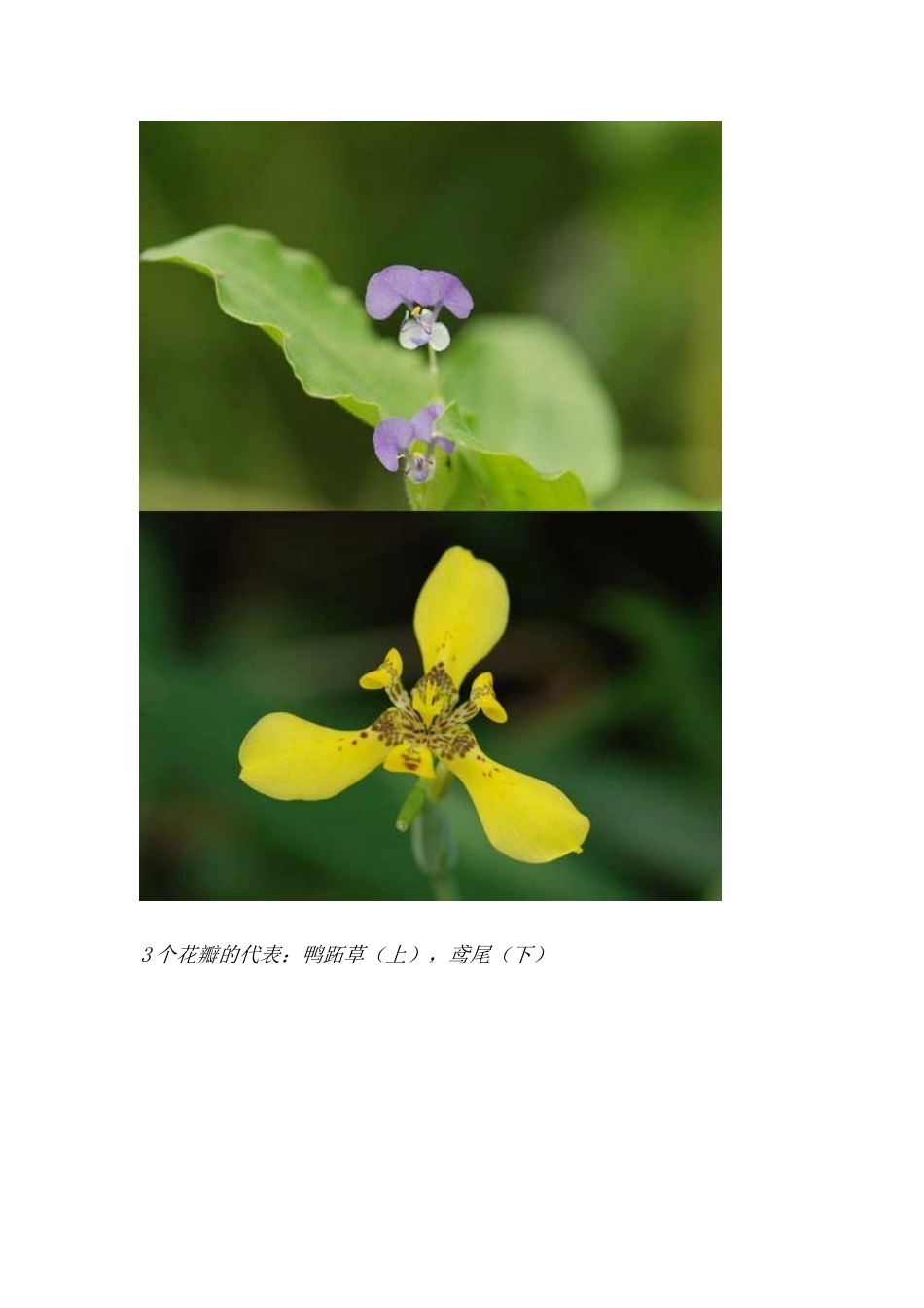 植物中隐藏着的神秘数字_第3页