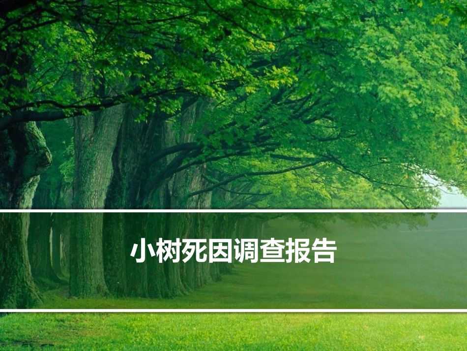 小树死因调查报告_第1页