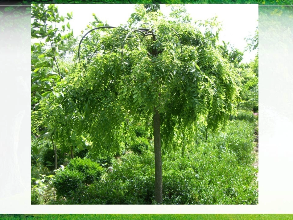 小树死因调查报告_第3页