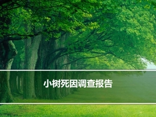 小树死因调查报告