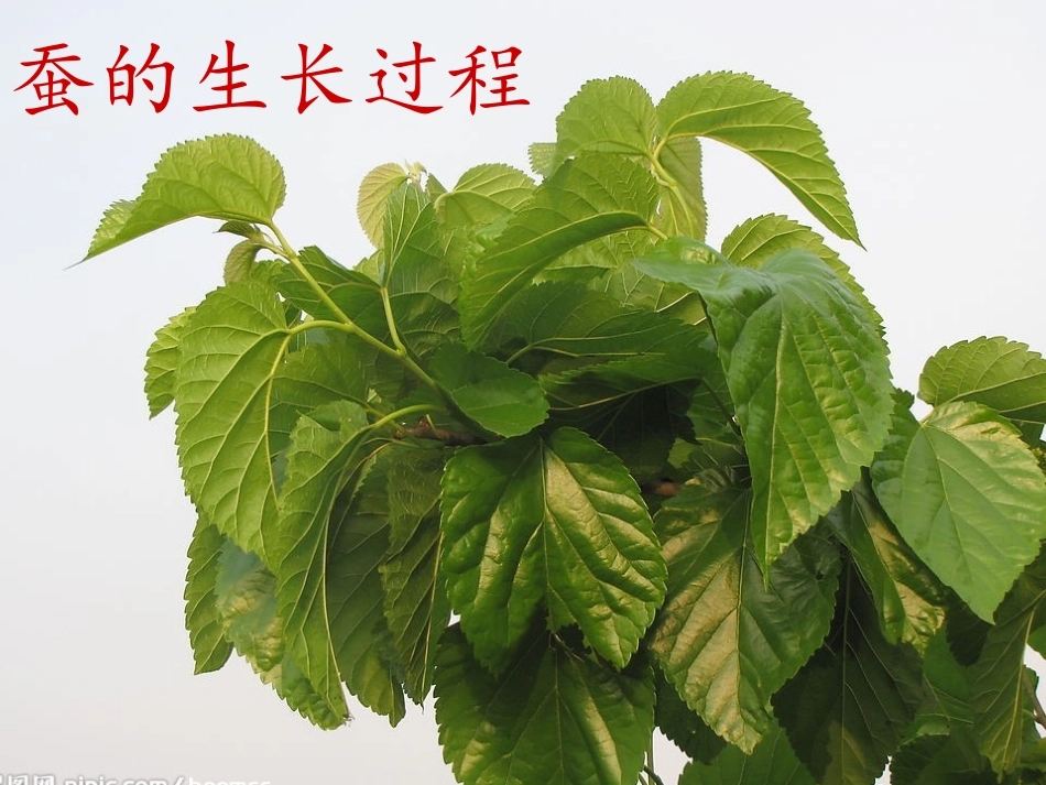 蚕的生长过程_第1页