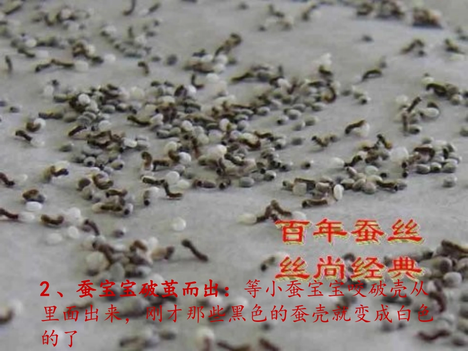 蚕的生长过程_第3页