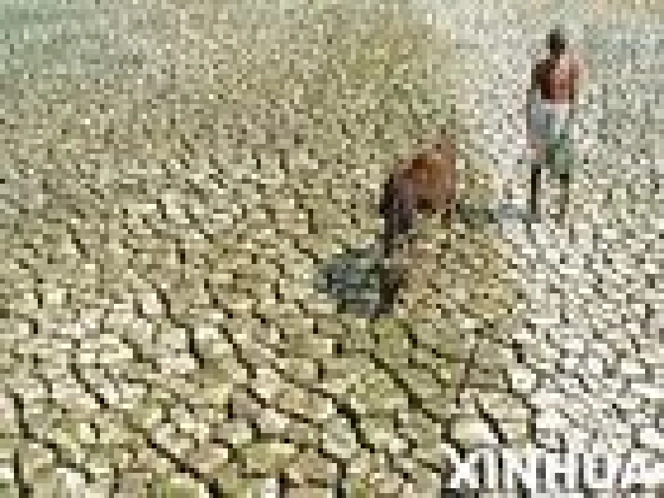 《青山不老》课件_第2页