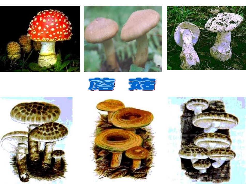 初中二年级生物上册第五单元第四章细菌和真菌第三节真菌第一课时课件_第1页