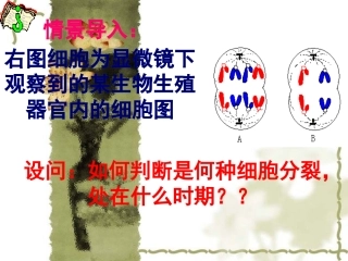 高考生物专题复习课件：细胞分裂