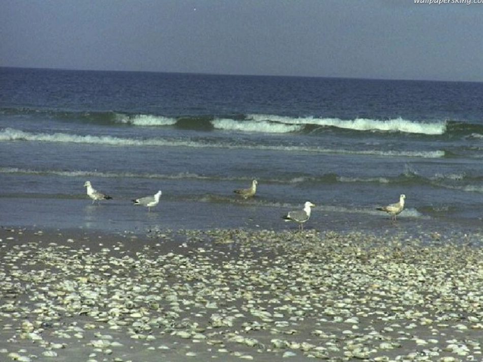 《大海睡了》_第2页