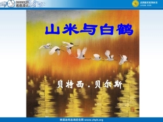 山米与白鹤课件