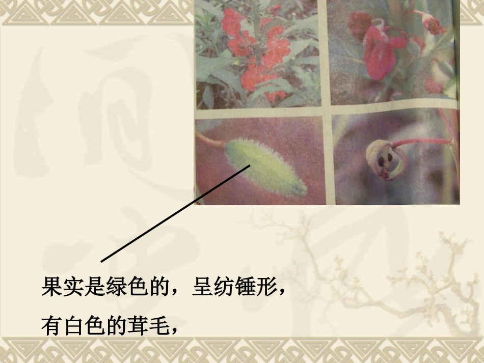 教科版小学科学三年级下册第一单元《开花了_结果了》PPT课件_第2页