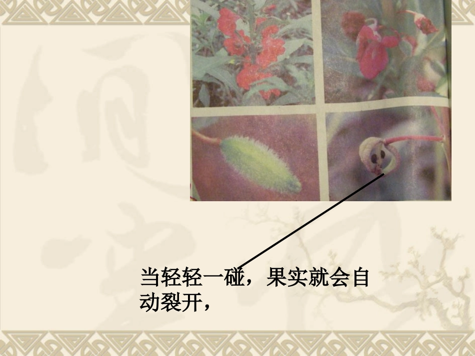 教科版小学科学三年级下册第一单元《开花了_结果了》PPT课件_第3页