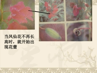 教科版小学科学三年级下册第一单元《开花了_结果了》PPT课件