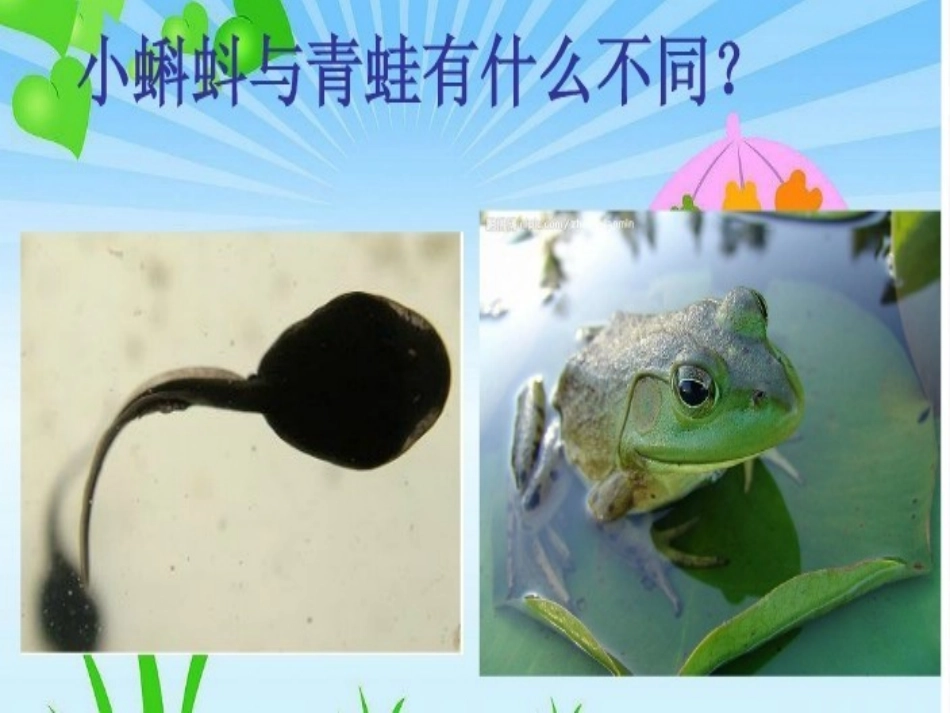 它是谁的宝宝PPT_第3页