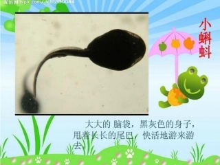 它是谁的宝宝PPT