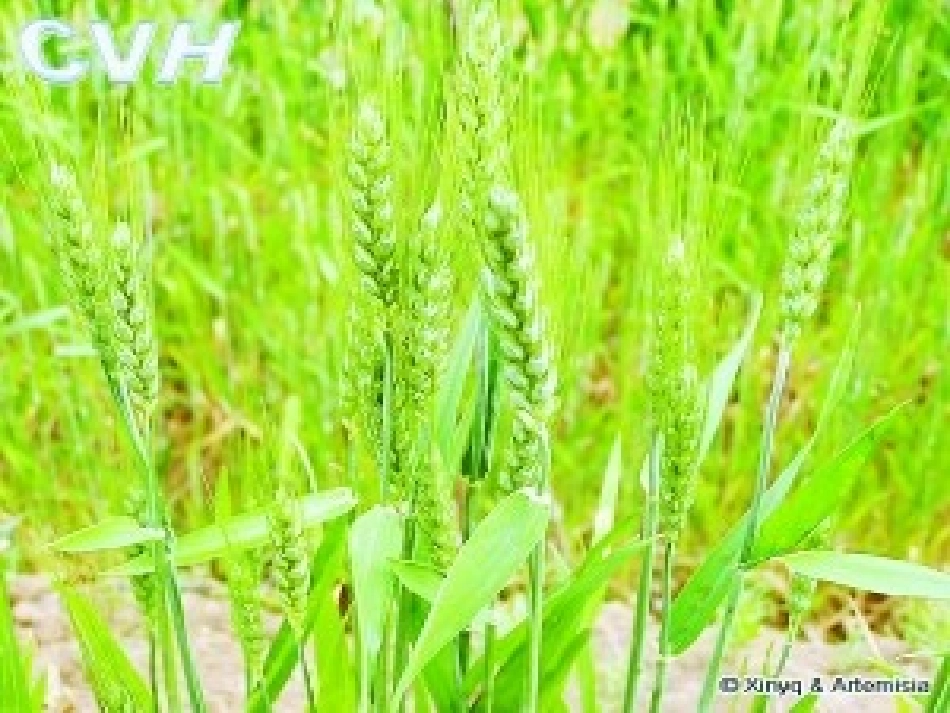 粮食从哪里来李娜_第1页